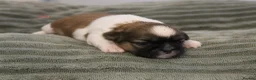 Shih Tzu dogs for sale: LOVELY SHIH TZU PUPPIES KC REG PEDIGREE  in Bootle - Advert 8