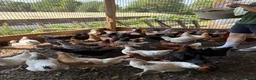 Mixed Breed poultry for sale: Laying hens  - Advert 2