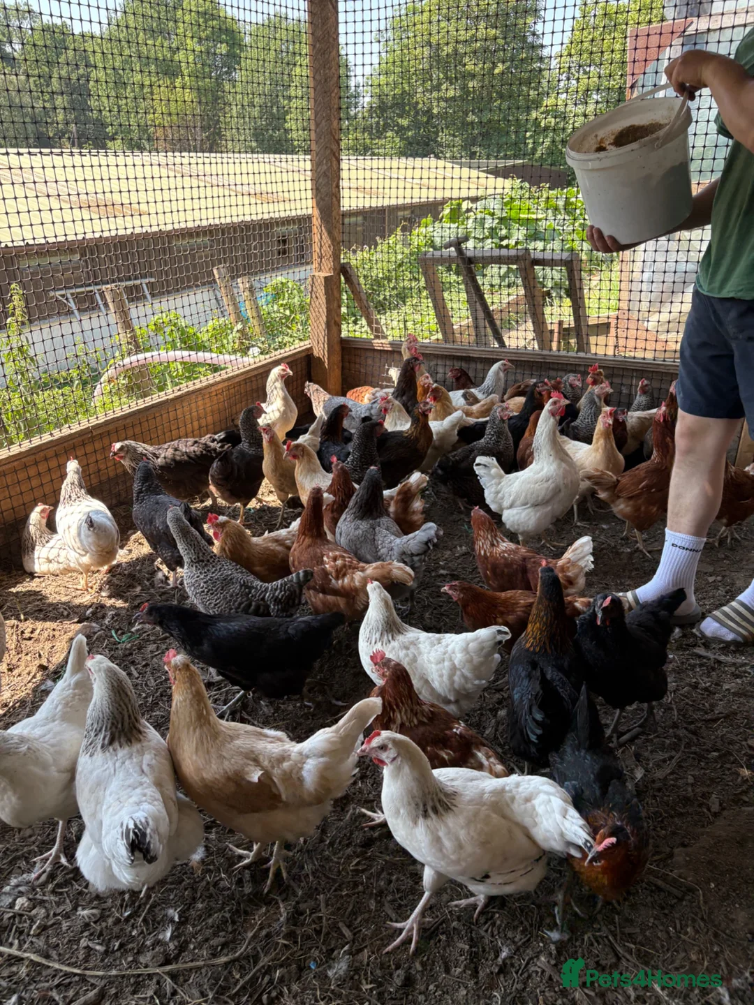 Mixed Breed poultry for sale: Laying hens  - Advert 2