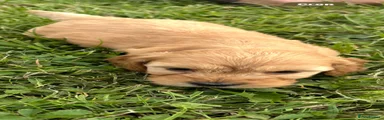 Cockapoo 1