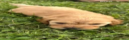 Cockapoo dogs for sale: F1 Cockapoos  - Advert 4