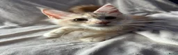 Maine Coon cats for sale: maine coon  - Advert 2