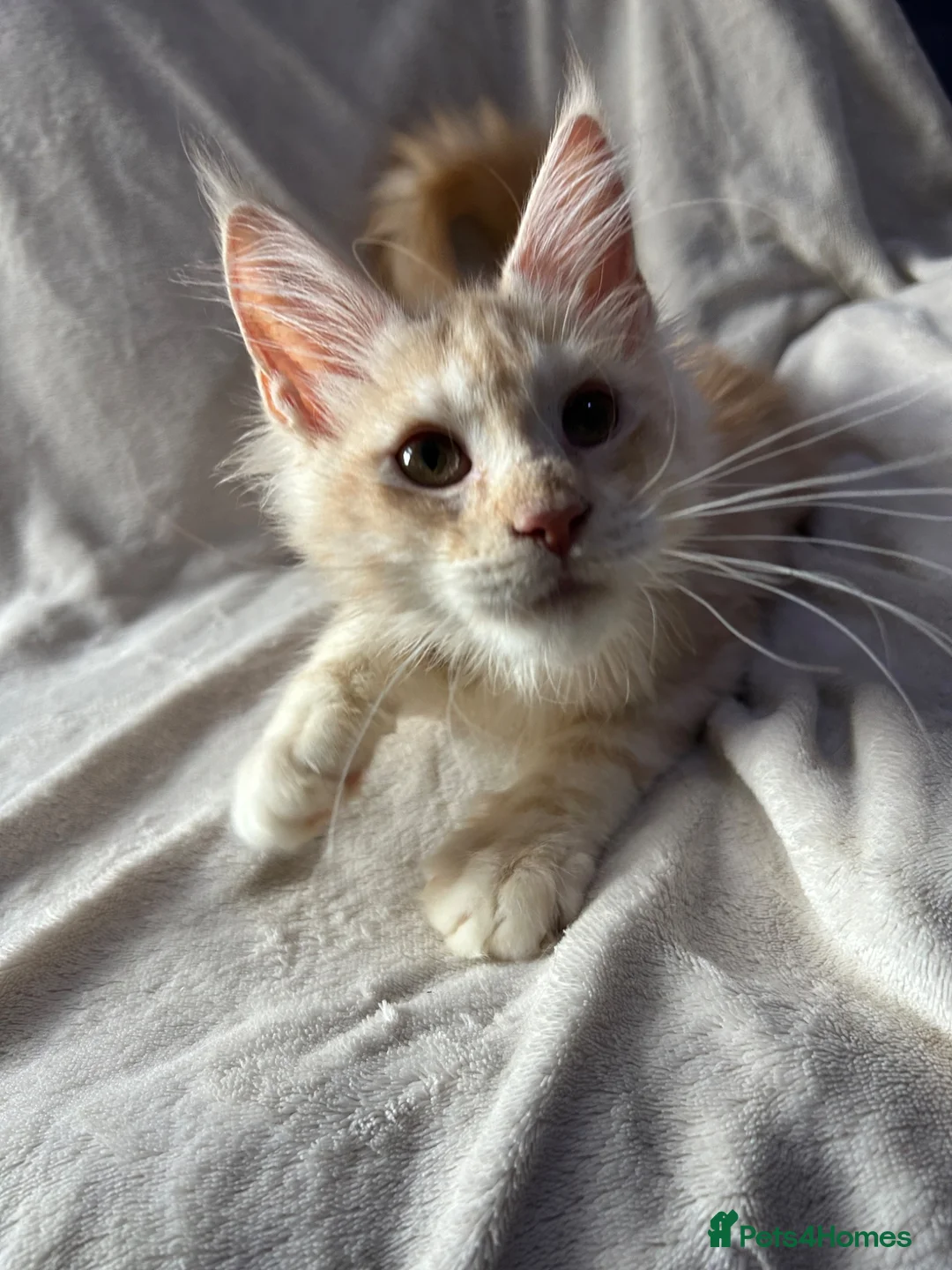 Maine Coon cats for sale: maine coon  - Advert 2