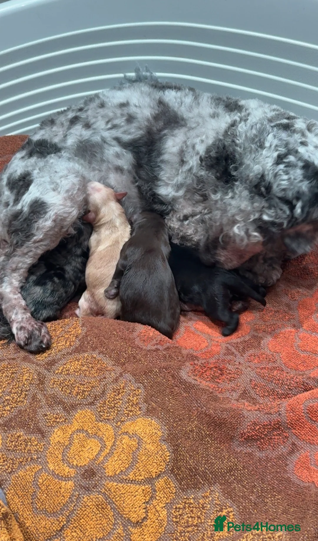 Cavapoo dogs for sale: Beautiful F1B Cavapoo puppies  - Advert 3