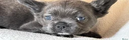 French Bulldog dogs for sale: RUBY🫶🏽 DWKC reg  - Advert 20