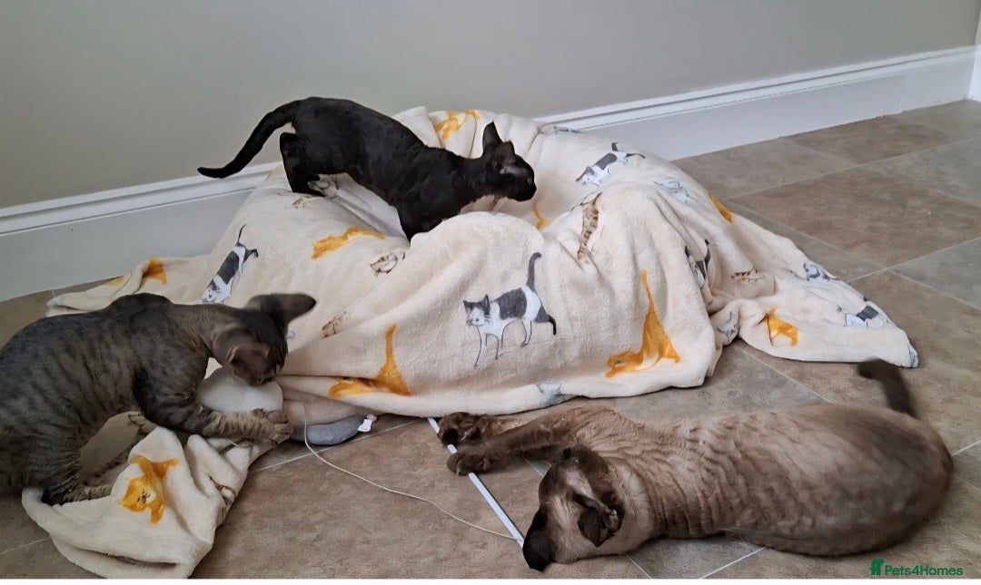 Devon Rex cats for sale: Devon Rex Kittens  - Image 9