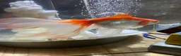 Fancy Goldfish fish for sale: Fancy goldfish in Cannock - Advert 1
