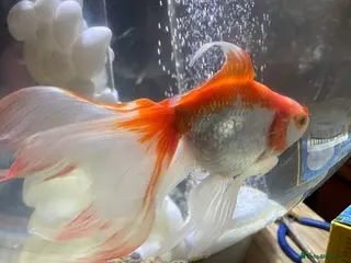 Fancy Goldfish fish Fancy goldfish - Advert 14