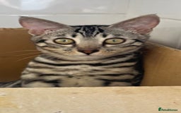 Bengal cats for sale: 🖤 TICA REGISTERED 🔥 ONLY 1 LEFT 🩶  - Image 39