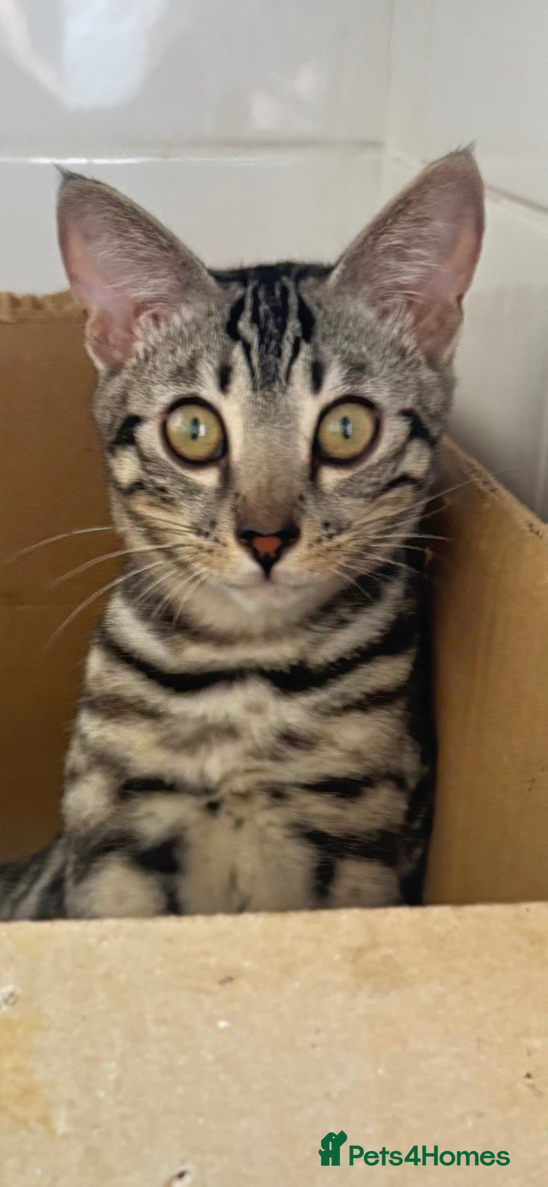 Bengal cats for sale: 🖤 TICA REGISTERED 🔥 ONLY 1 LEFT 🩶  - Image 39