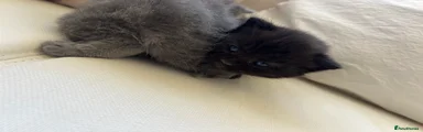 Chocolate brown kitten 
