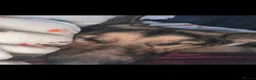 German Shepherd dogs for sale: German Shepherd - Jango  - Advert 9