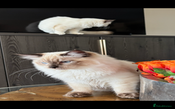 Ragdoll cats for sale: TICA DNA tested 5 Gen Pedigree  - Image 6