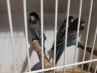 Budgerigars birds Blackface - Advert 14