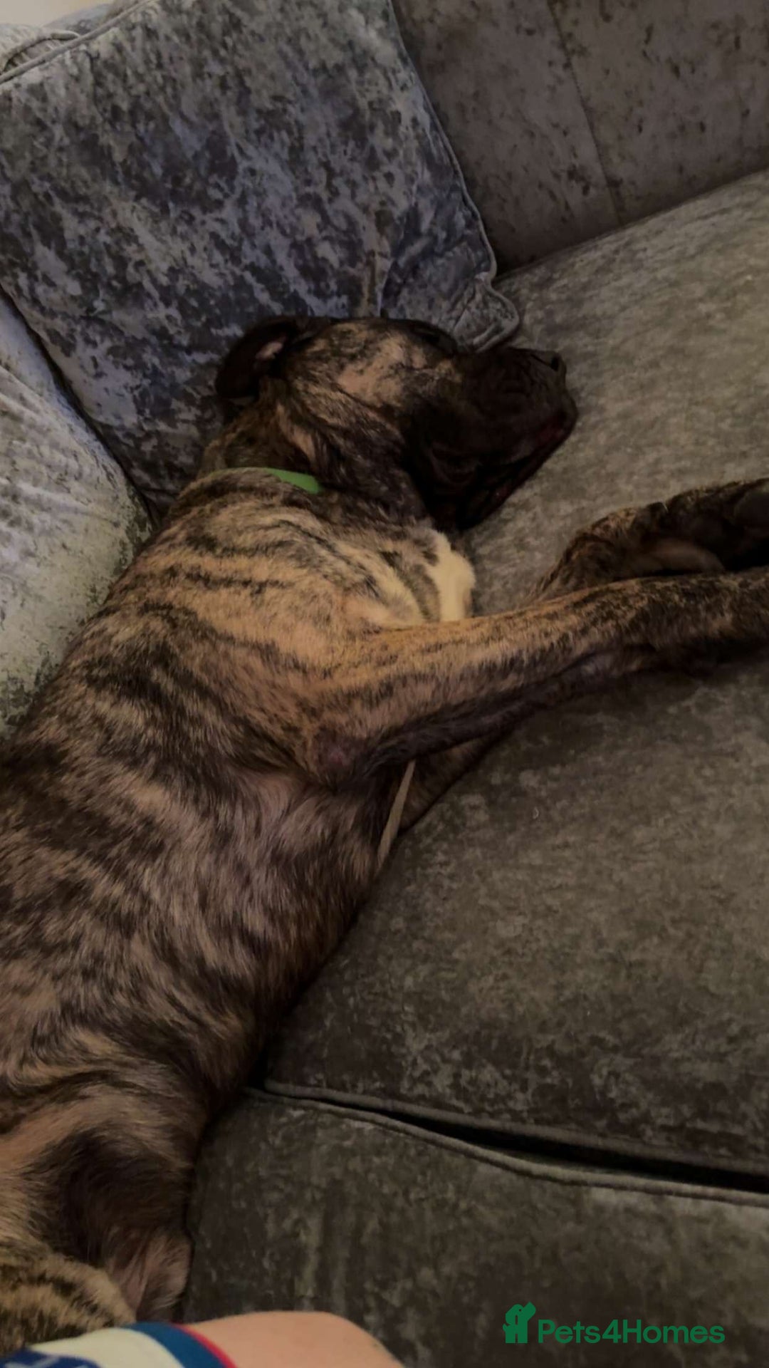 Presa Canario dogs for sale: Loving presa canario - Advert 4