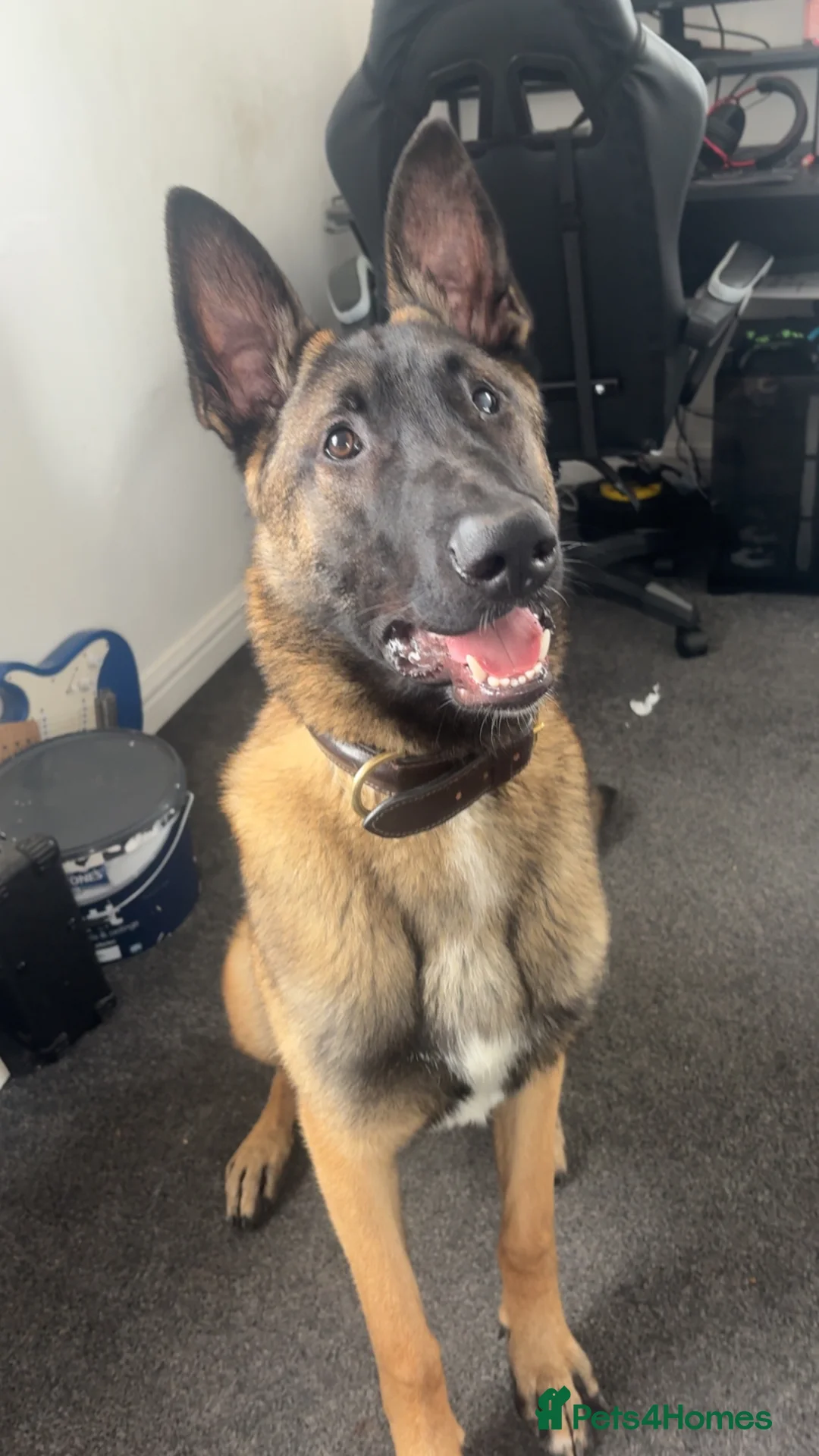 Belgian Shepherd Dog dogs for sale: 8 month old Belgian mally  in South Shields - Advert 2