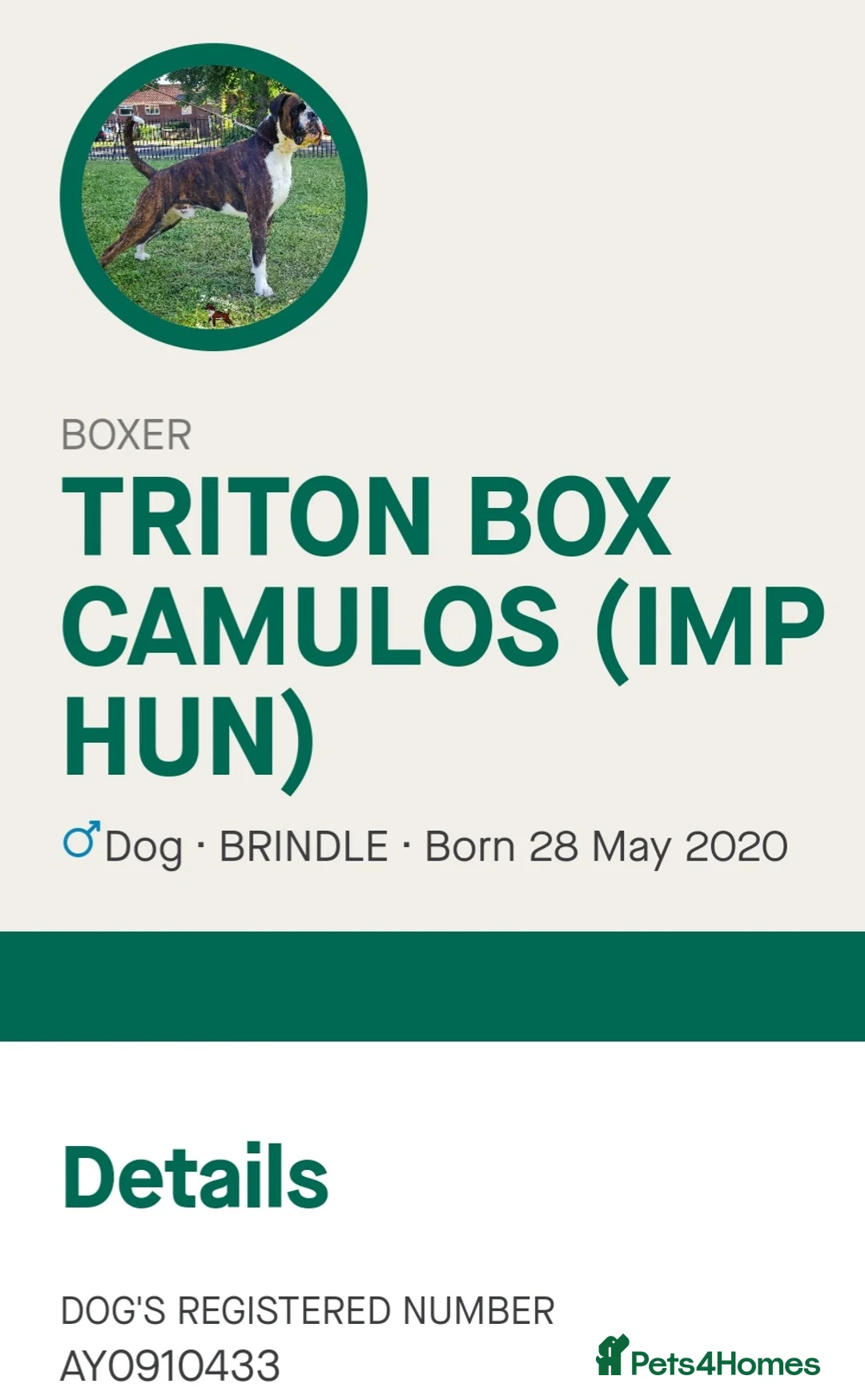 Boxer dogs for stud: 100% pure German Boxers in Norwich - Advert 5