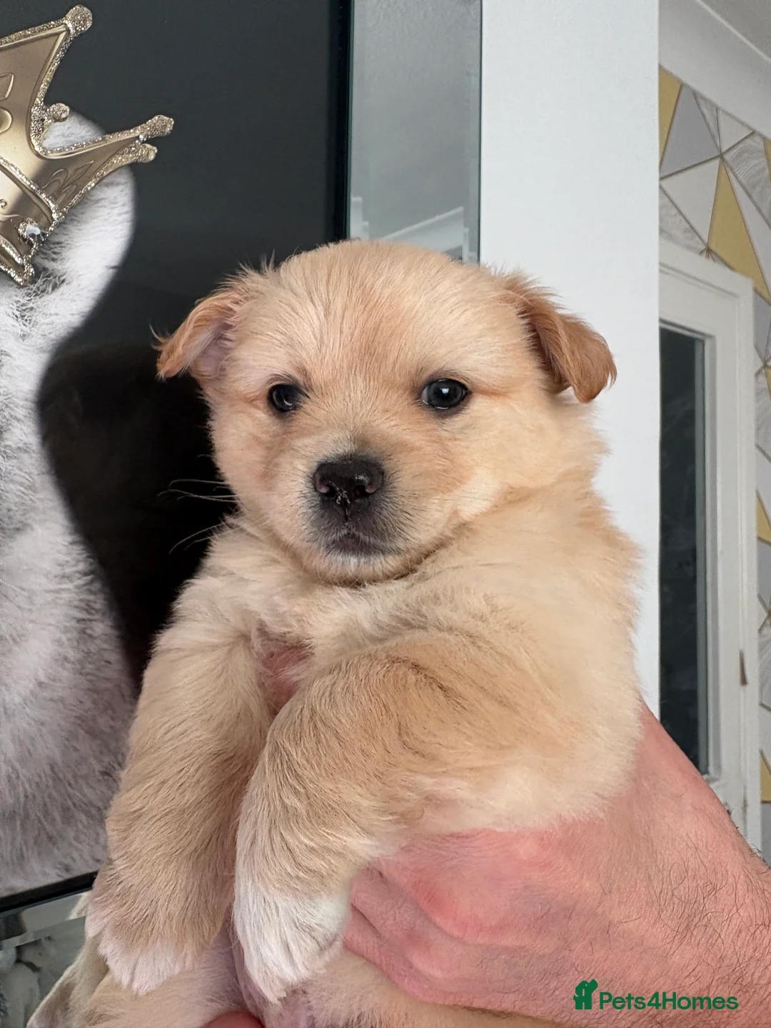 Mixed Breed dogs for sale: Italian volpino x deer head chihuahua puppies  - Advert 7