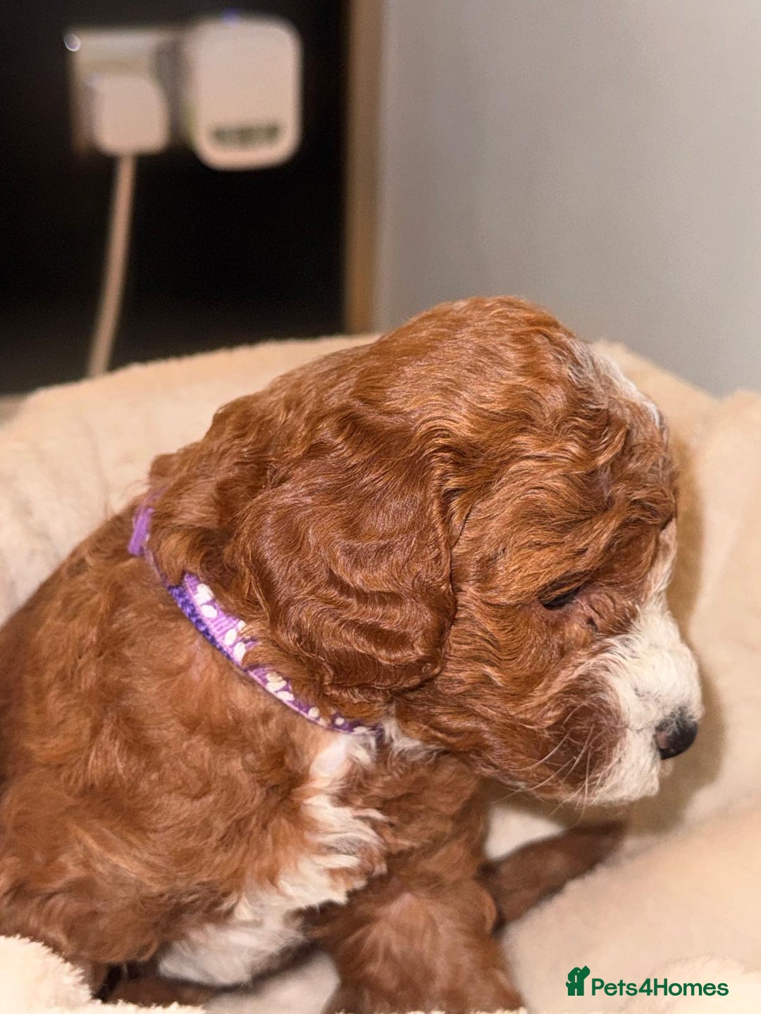 Cavapoochon dogs for sale: Cavapoochon Puppies –Ready Mid-October - Image 9