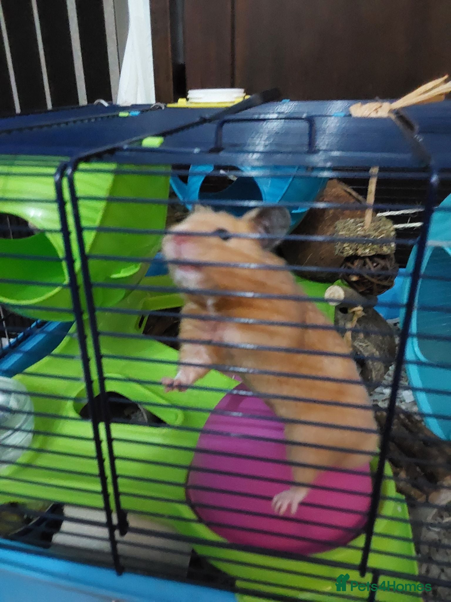 Hamster rodents BUDDY THE SYRIAN HAMSTER  - Advert 2