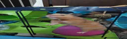 Hamster rodents for sale: BUDDY THE SYRIAN HAMSTER  in Cambridge - Advert 2