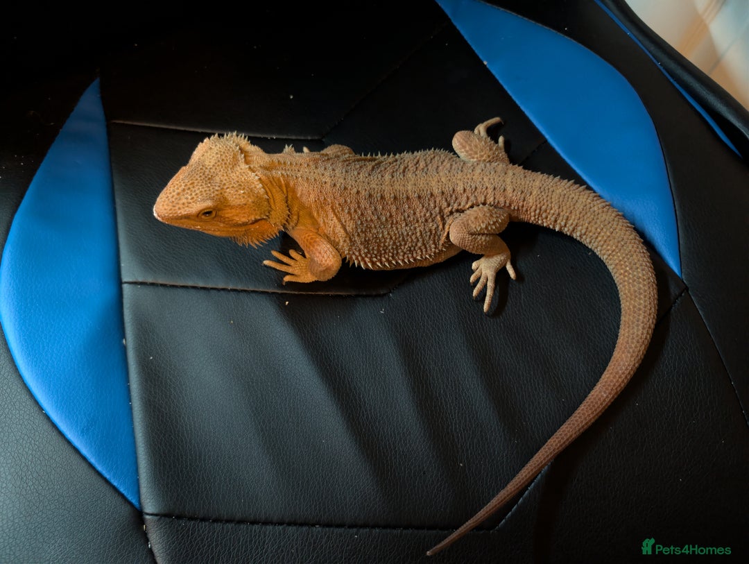 Bearded Dragon reptiles for sale: Bearded dragon  - Advert 2