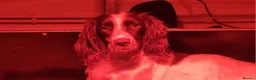 English Springer Spaniel dogs for sale: English Springer Spaniel KC Reg - working lines - Advert 4