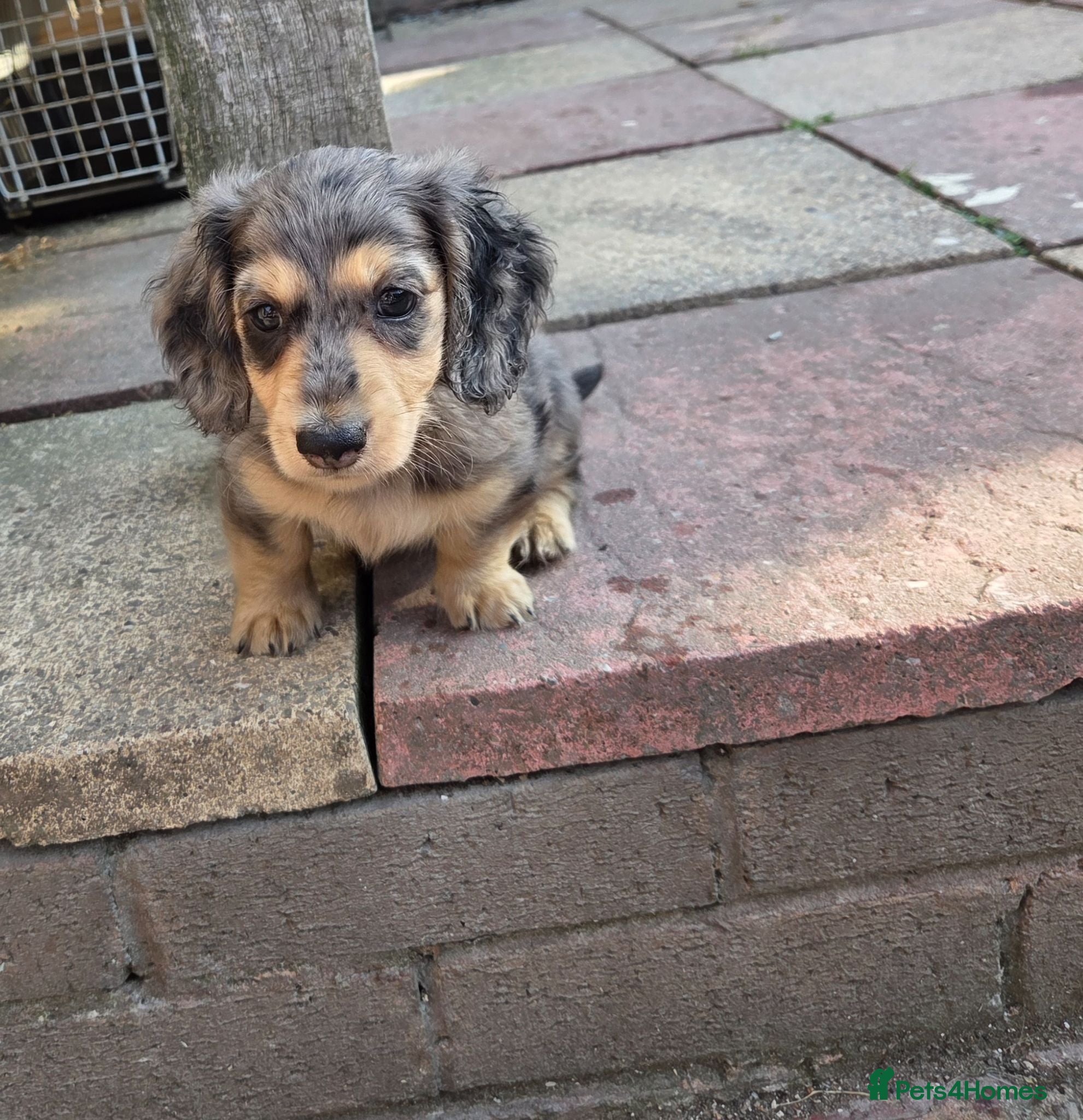 Miniature Dachshund dogs Miniature Dachshund - Advert 1