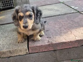 Miniature Dachshund dogs Miniature Dachshund - Advert 1