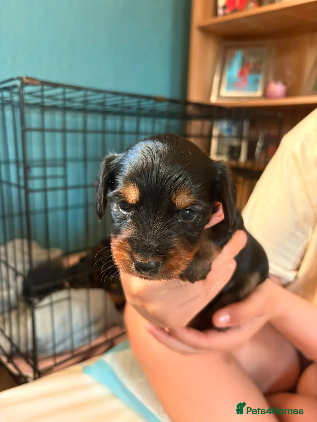 Mixed Breed dogs for sale: Dorkie puppies (dachshund X Yorkshire terrier) - Advert 2