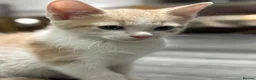 Mixed Breed cats for sale: Kittens  - Advert 5