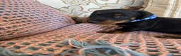 Miniature Dachshund dogs for sale: Miniature dachshunds for sale in Witney - Advert 19