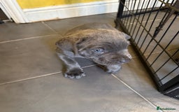 Cane Corso dogs for sale: Blue Cane Corso Puppies - Image 4