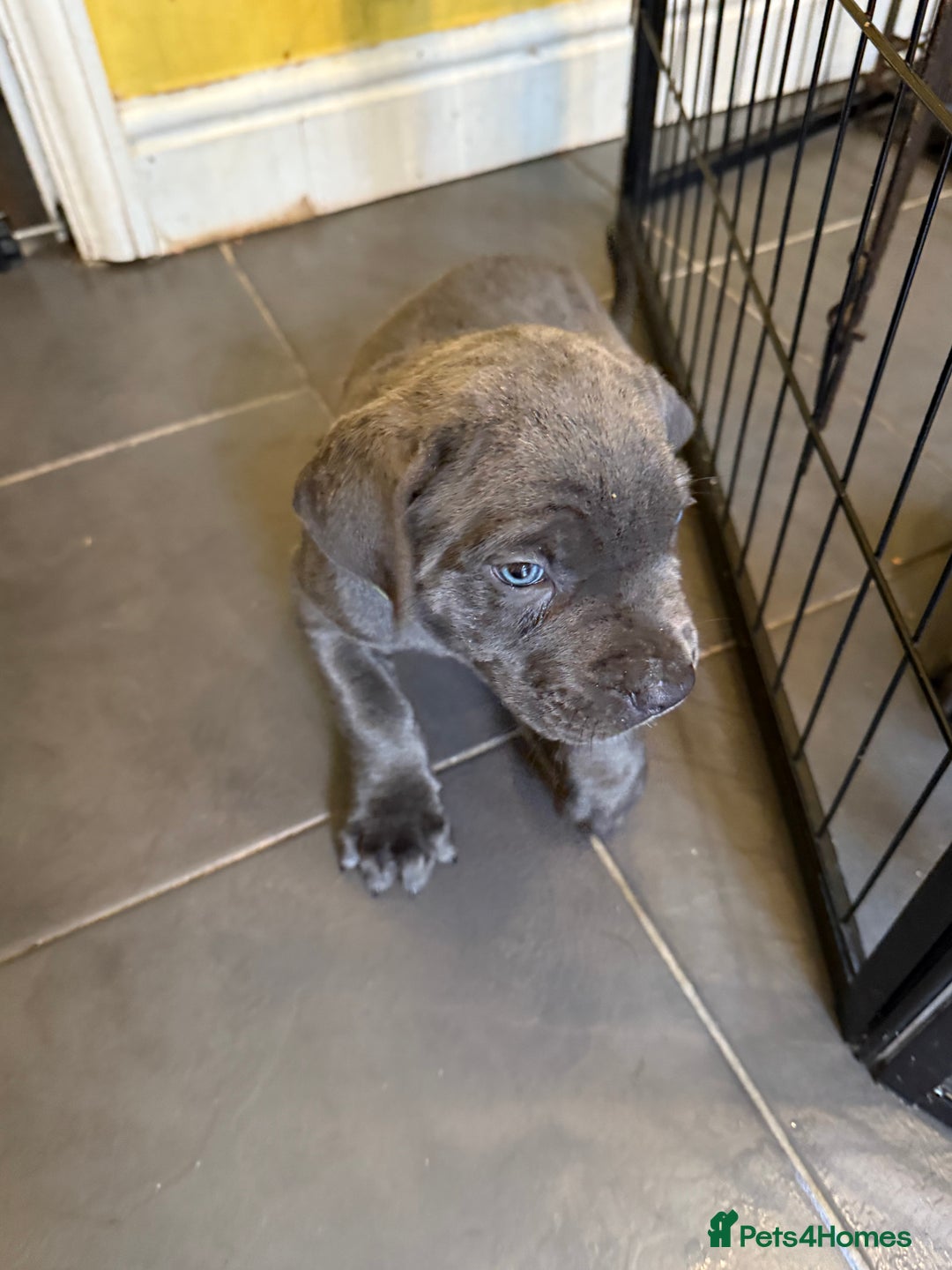 Cane Corso dogs for sale: Blue Cane Corso Puppies - Image 4