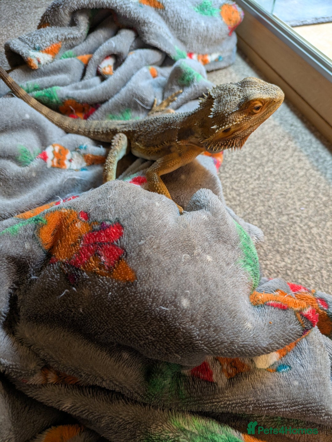 Bearded Dragon reptiles for sale: Our darling bearded dragon, looking for a new home - Advert 4