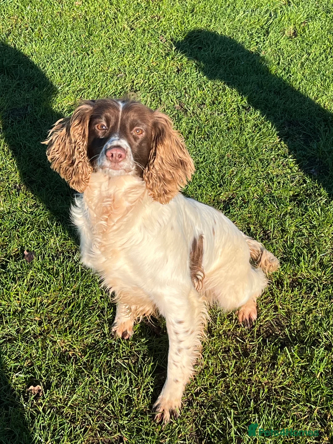 English Springer Spaniel dogs for sale: KC Registered Adult Female  - Advert 2