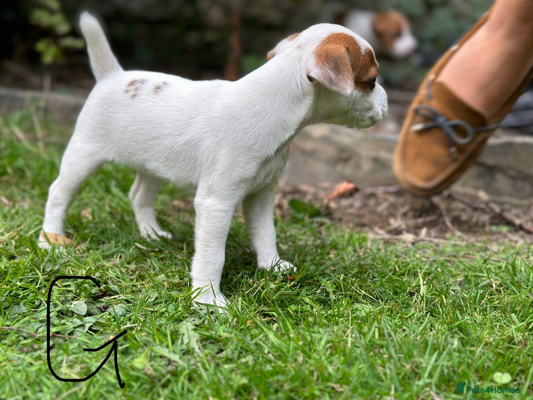Jack Russell dogs for sale: Jack Russel puppies for sale  - Image 6