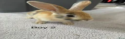Mixed Breed rabbits for sale: Himalayan x lop bunnies ready to go  - Advert 14