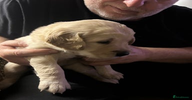 Golden Retriever dogs - Advert 6