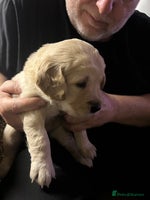 Golden Retriever dogs - Advert 6