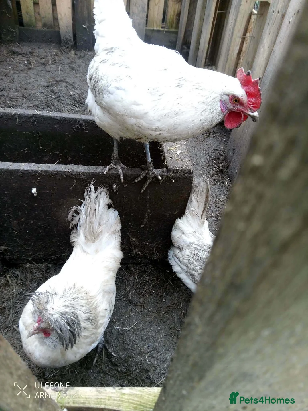 Chickens poultry for sale: Cockeral and 2 hens - Advert 3