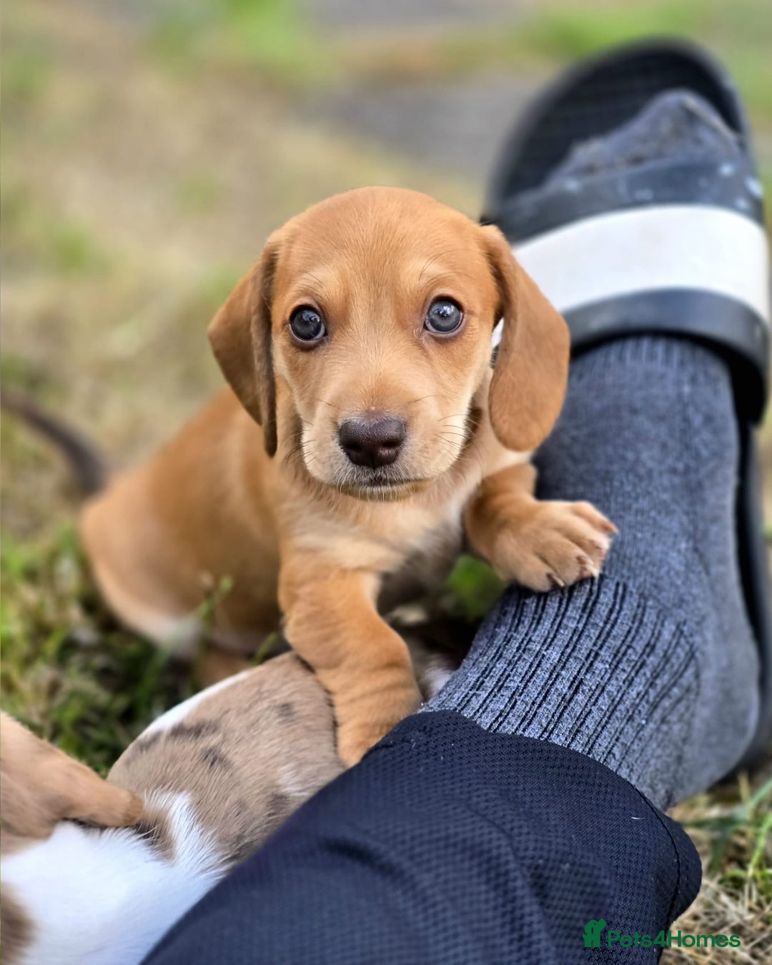 Miniature Dachshund dogs for sale: ‼️Last pup left‼️ 🐾Pied girl with ticked paws 🐾  - Image 23