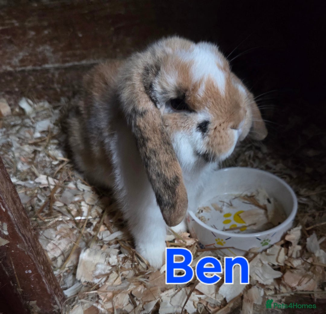 Mini Lop rabbits for sale: ♥️friendly mini lops FROM £30 ♥️ - Advert 2