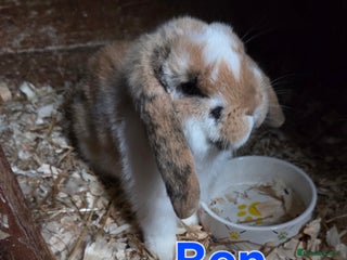 Mini Lop rabbits ♥️Very friendly mini lops available ♥️ - Advert 2