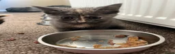 Mixed Breed cats for sale: 2 KITTENS AVAILABLE  - Advert 8