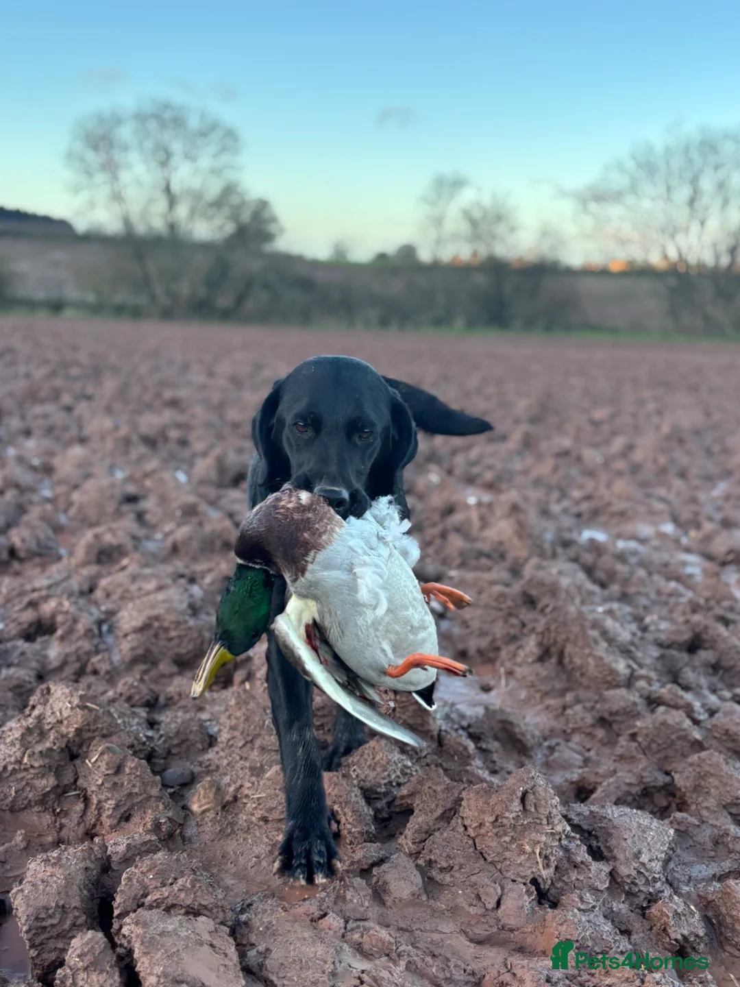 Labrador Retriever dogs for sale: Working Labradors  in Cheltenham - Advert 2