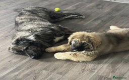 Caucasian Shepherd Dog dogs for sale: Russian champion blood line Caucasian puppy 1 male - Image 1