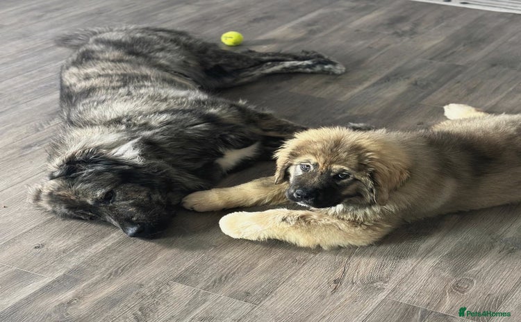 Caucasian Shepherd Dog dogs - Advert 1