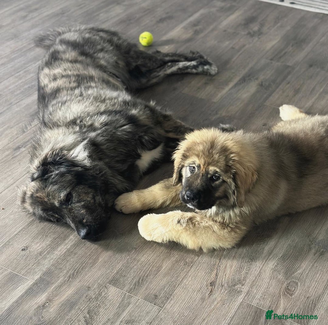 Caucasian Shepherd Dog dogs for sale: Russian champion blood line Caucasian puppy 1 male - Image 1
