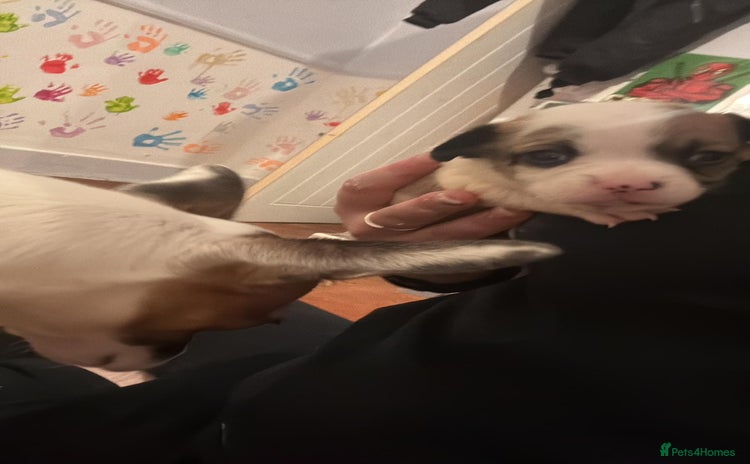 Mixed Breed dogs 3/4 chihuahua 1/4 jack Russel  - Advert 1